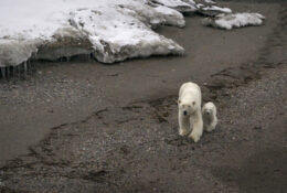 Spitsbergen_2025 (24/78)